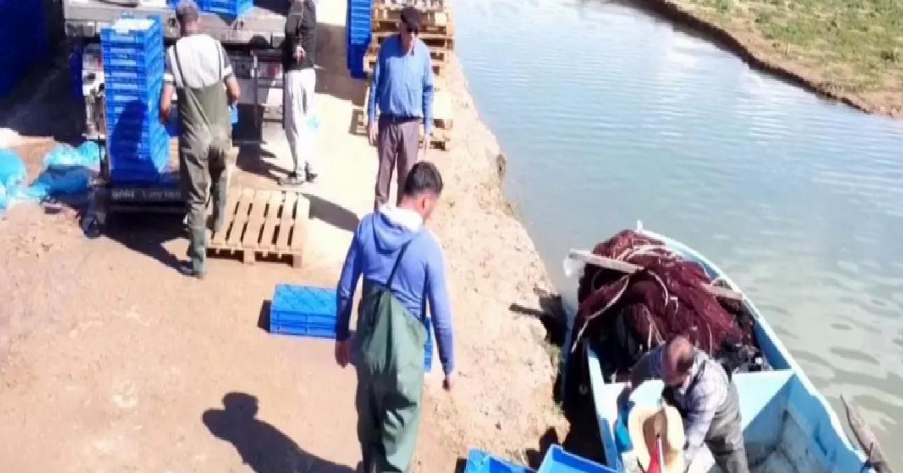 Çekerek Barajı’ndan Avrupa’ya Gümüş Balığı İhracı