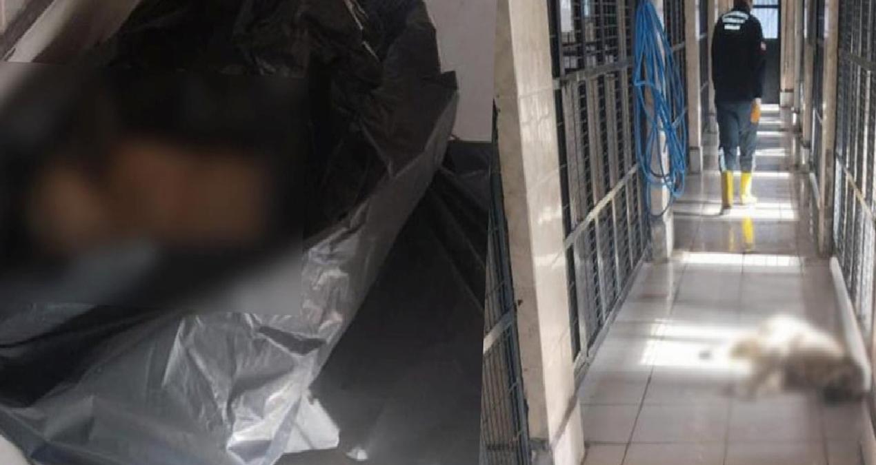 CHP’li başkan barınaktaki kumpası deşifre etti
