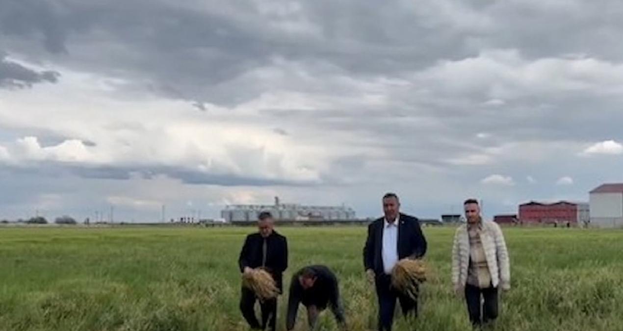 CHP’li Gürer: Don arpanın verim ve rekolte kaybına yol açtı