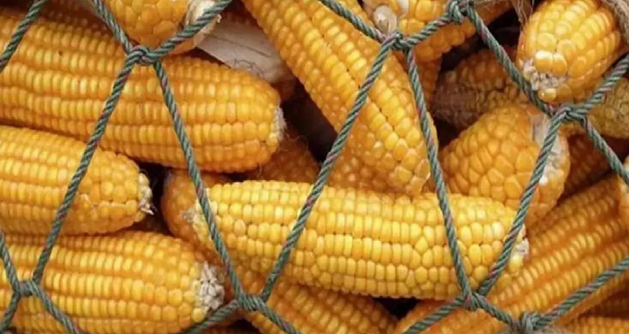 Çiftçi mısırını hasat ederken 1 milyon tonluk ithalat yapılacak