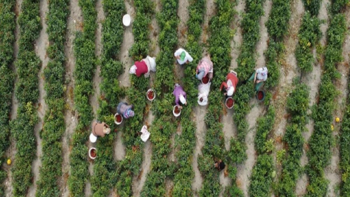 Çiftçilere 3,1 milyar lira destek ödemesi bugün yapılıyor