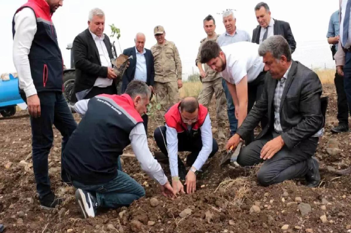 Cizre’de Fıstık ve Badem Projesi Başladı