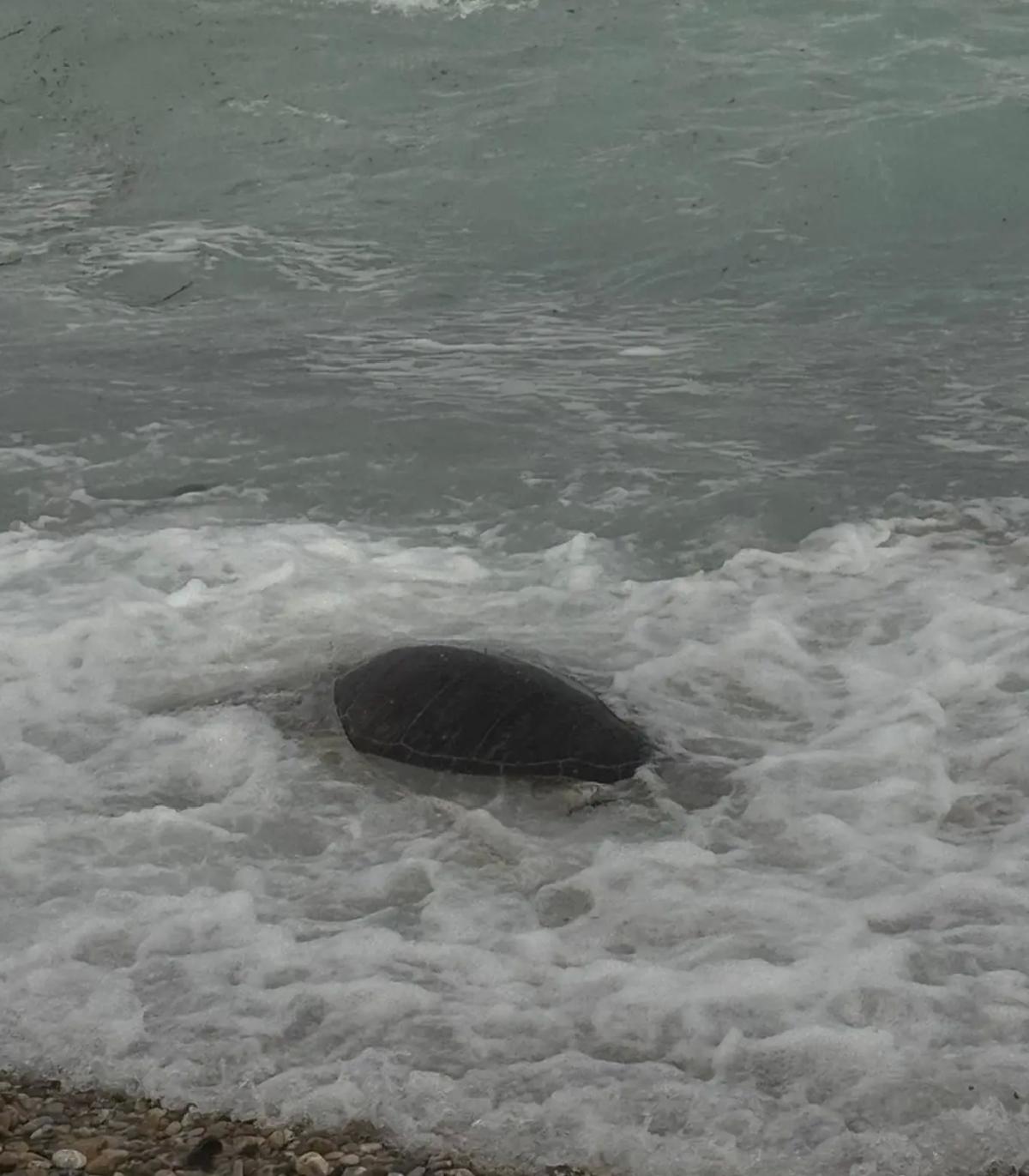Datça’da Ölü Caretta Caretta Bulundu