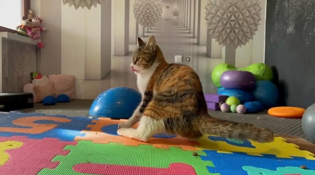 Defne: Depremden Kurtarılan Yaralı Kedi Tedavi Ediliyor