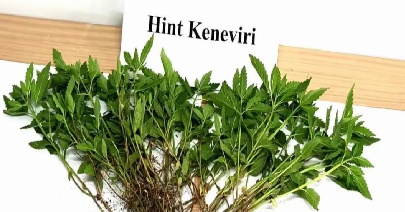 Denizli’de Kenevir Ekinine Gözaltı