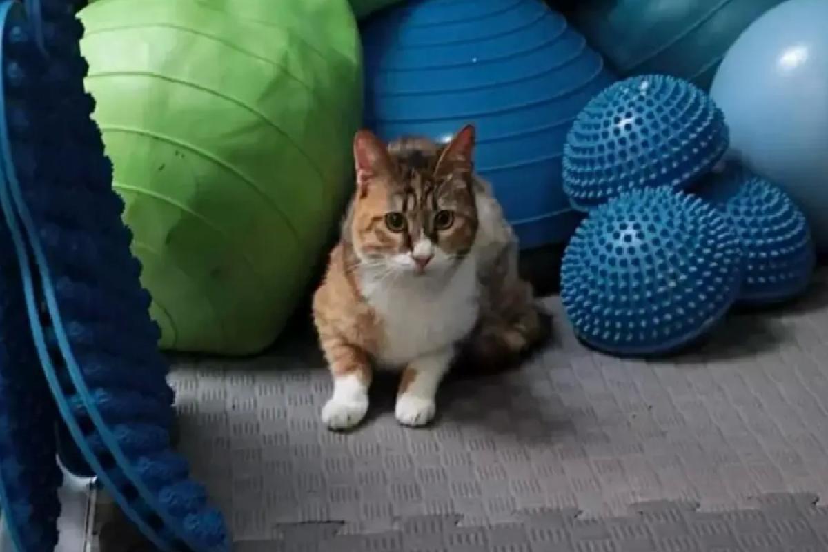 Depremden Kurtarılan Kedi, Yeni Yuva Buldu