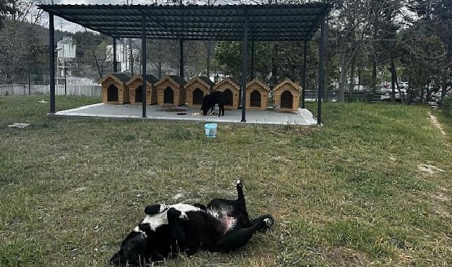 Digiturk’ten Ayazağa’daki Sokak Hayvanları İçin Güvenli Bir Yuva