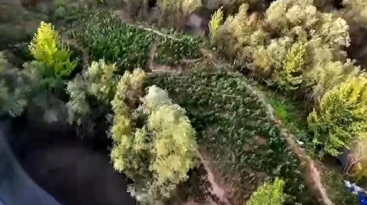 Diyarbakır’da Narkotik Operasyonu: 1.4 Milyon Kök Bitki Ele Geçirildi