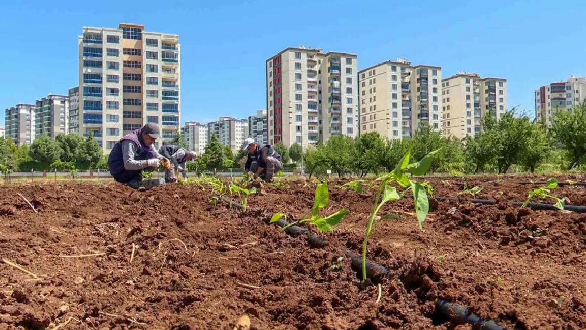 Diyarbakır’da Yerel Tohum Üretimi Çalışmaları Başlatıldı