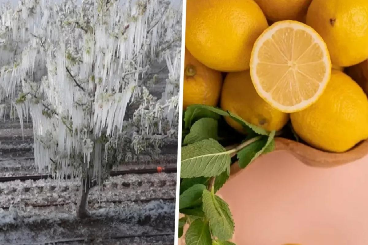 Don Olayı Limon Fiyatlarını Artırdı
