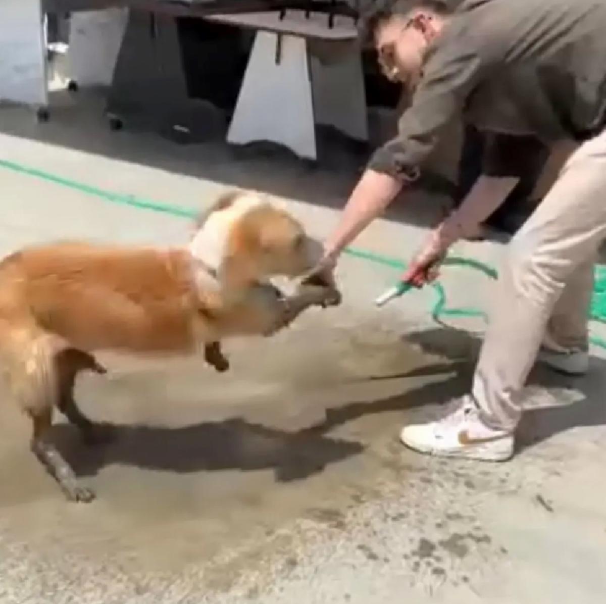 Düzce’de Betonla Kaplanan Köpeğe Esnaf Yardımı