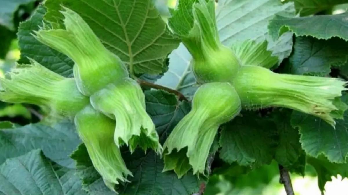 Düzce’den AB’ye 11 Bin Ton Fındık İhracatı