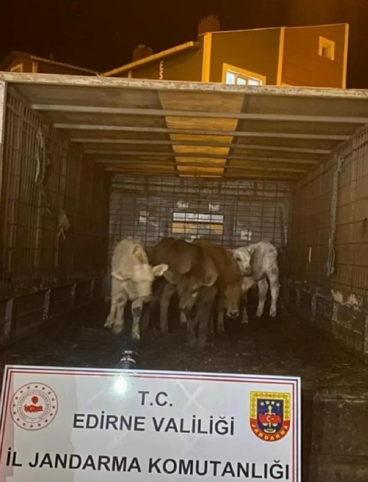 Edirne’de Çalınan Hayvanlar Drone ile Bulundu