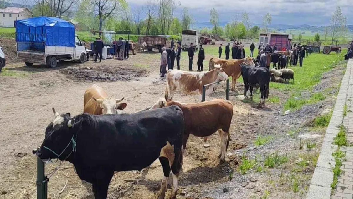 Eflani’de Kurbanlık Pazarı Kuruldu