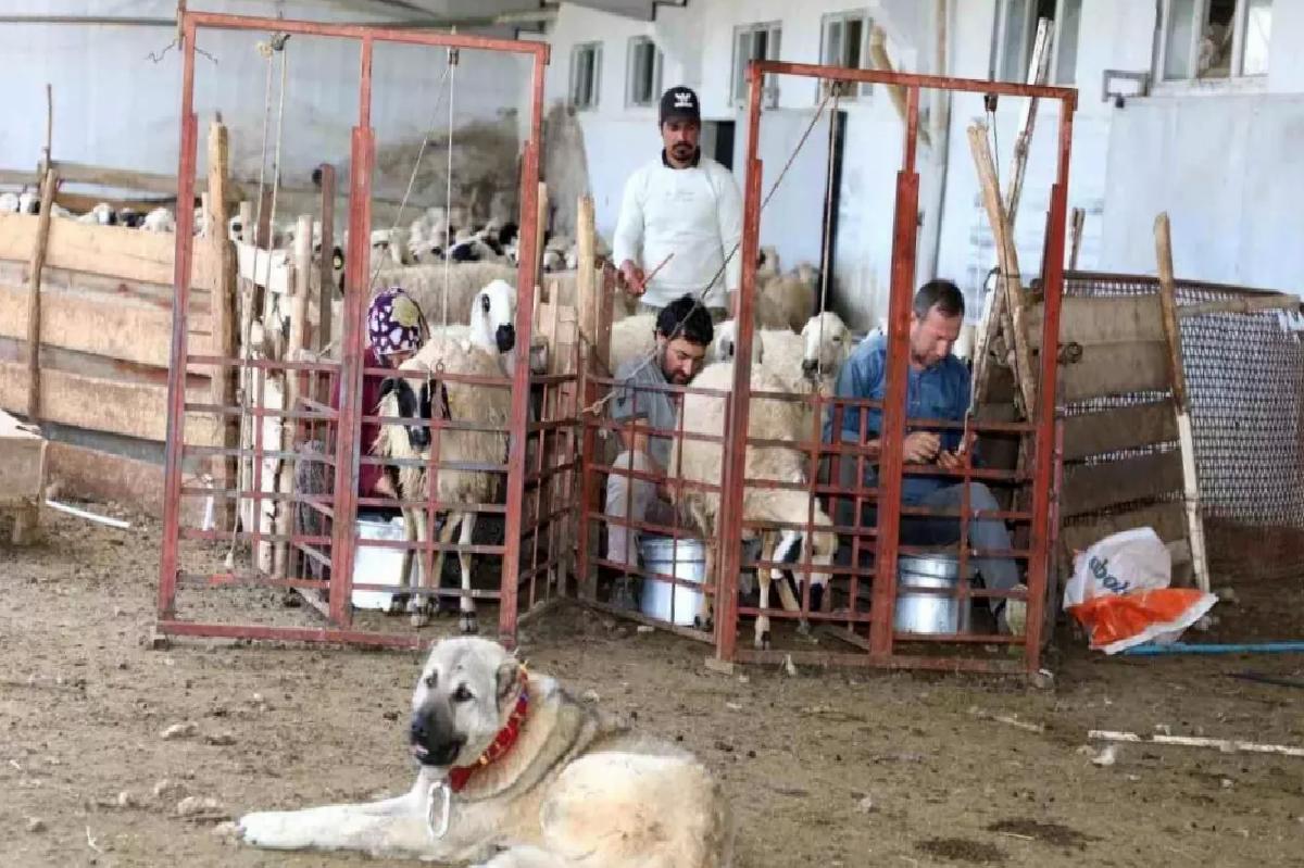 Elazığ’a 41 Milyon Lira Küçükbaş Hayvancılık Desteği