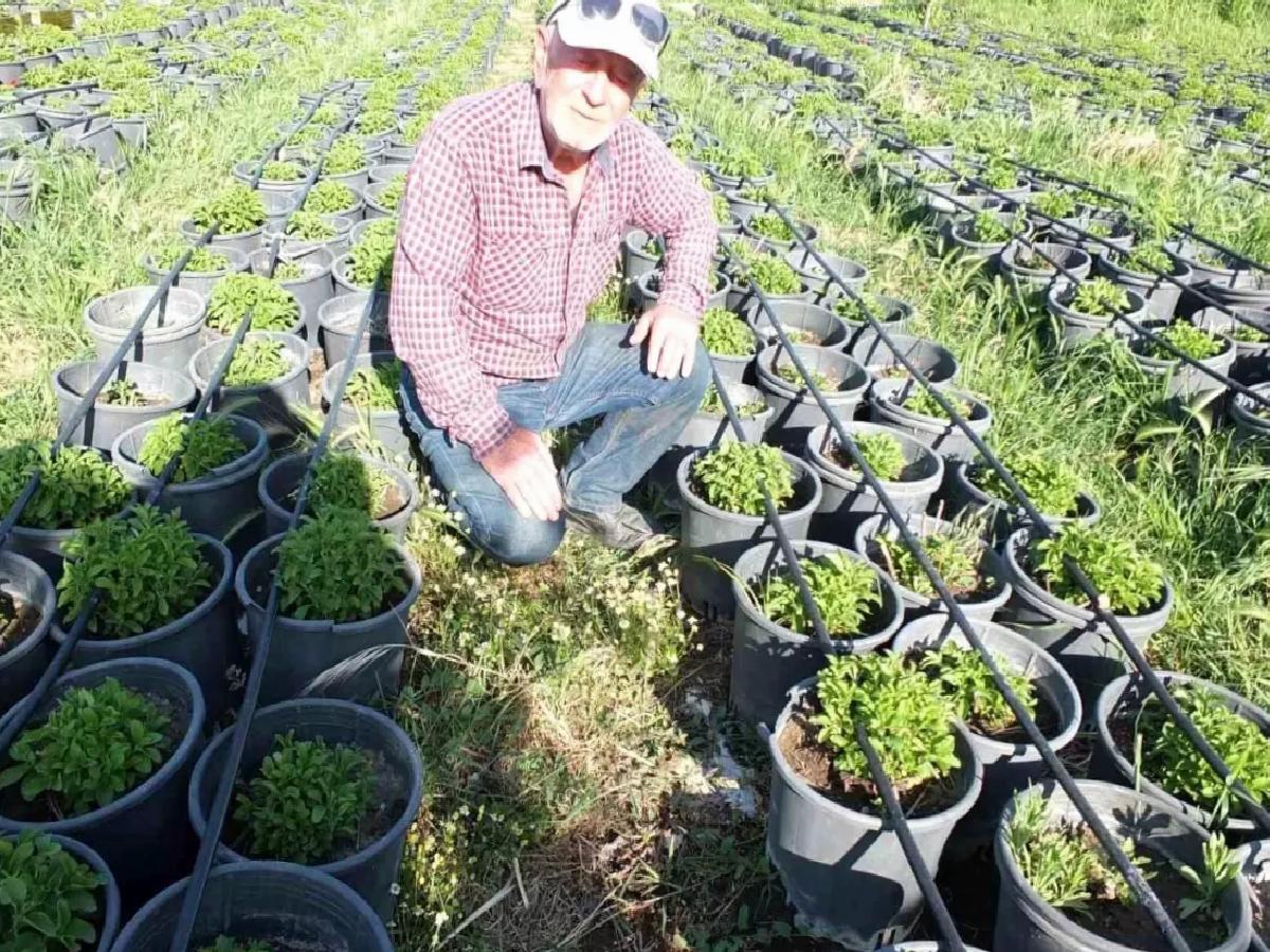 Emekli Albay Stevia ve Tütün Fidesi Üretimine Başladı