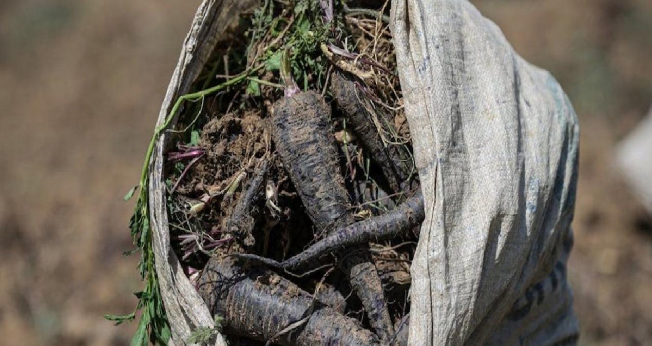 En sonunda depremzedelerin yüzünü güldüren bir haber kuraklığa rağmen tarlalardan geldi