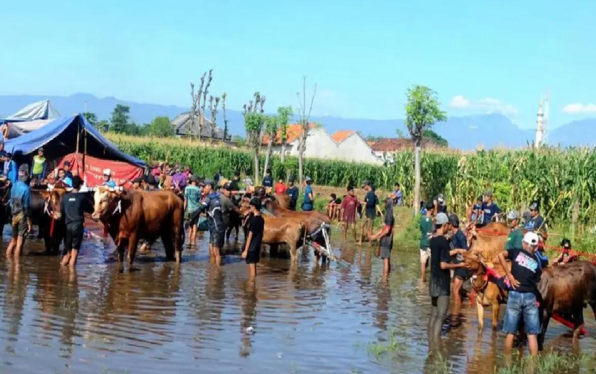 Endonezya’da Geleneksel Boğa Yarışı