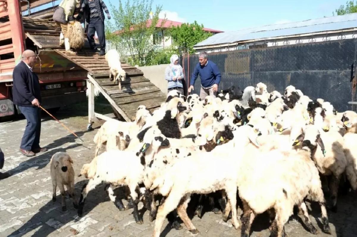 Erzincan’da Yayla Göçü Başladı
