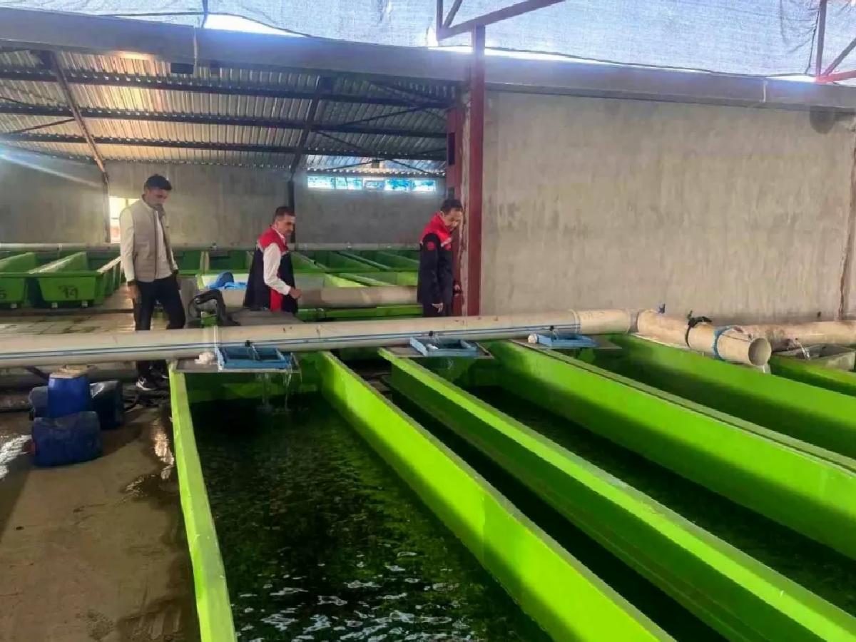 Erzincan’da Yıllık 15 Milyon Yavru Alabalık Üretimi