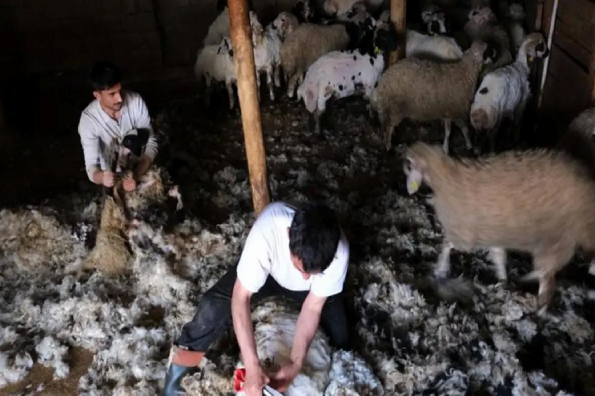 Erzincan’da Yün Kırkımı Başladı