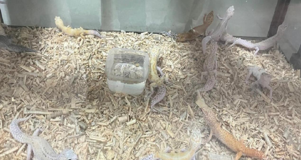 Evinde egzotik hayvan besleyen kişiye 472 bin TL ceza