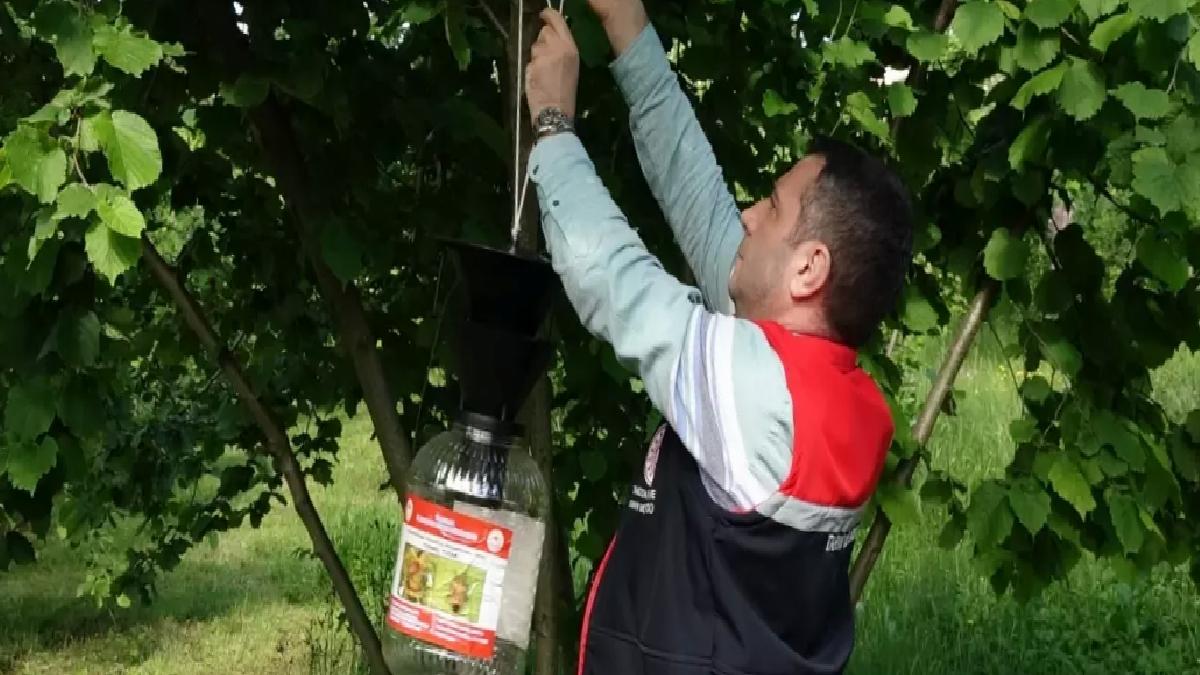 Fındık Bahçelerinde Kahverengi Kokarca Mücadelesi