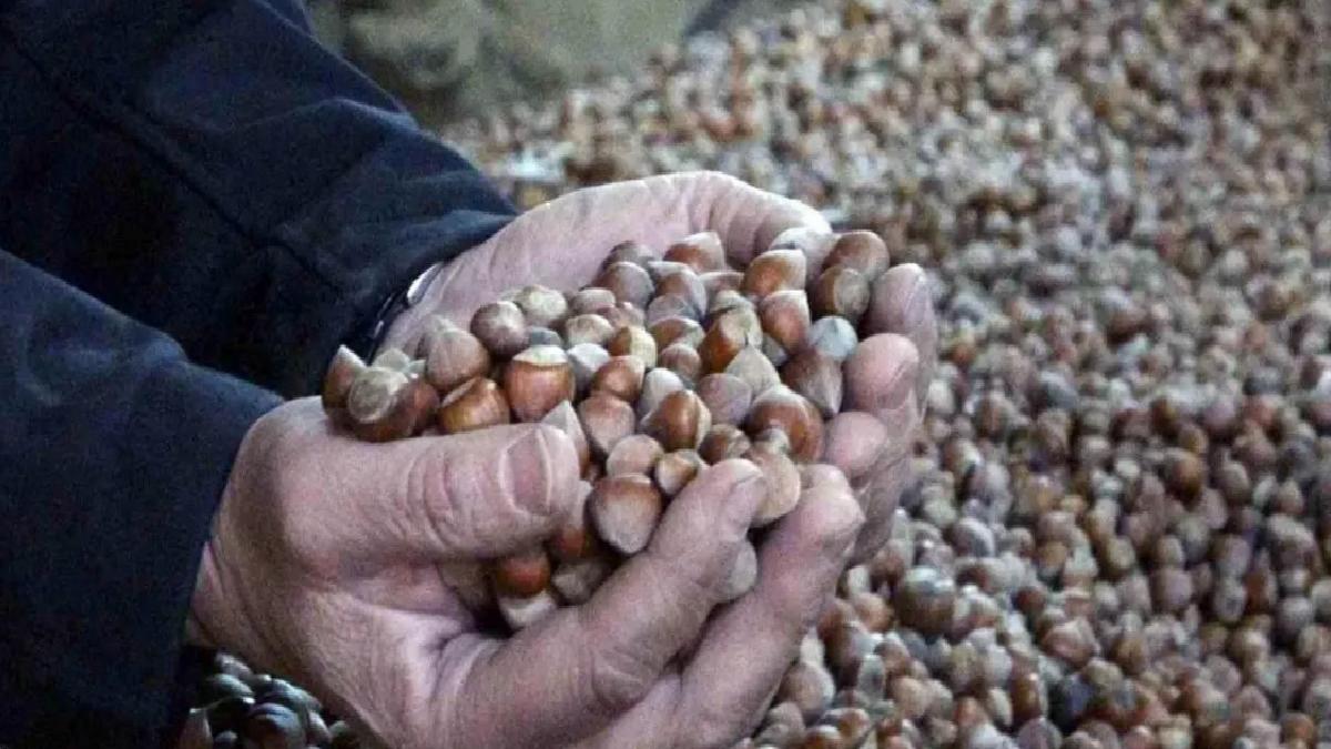 Fındık Fiyatları Sert Düşüşte