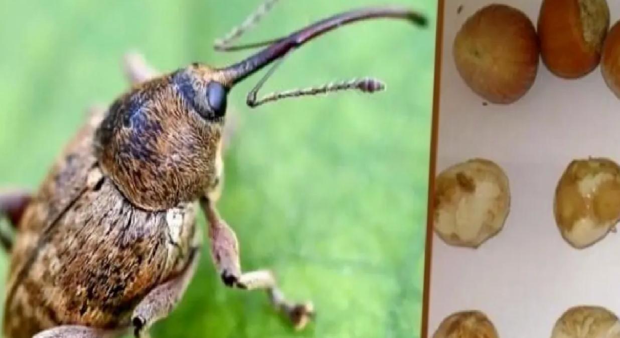 Fındık Kurduyla Mücadele Zamanı