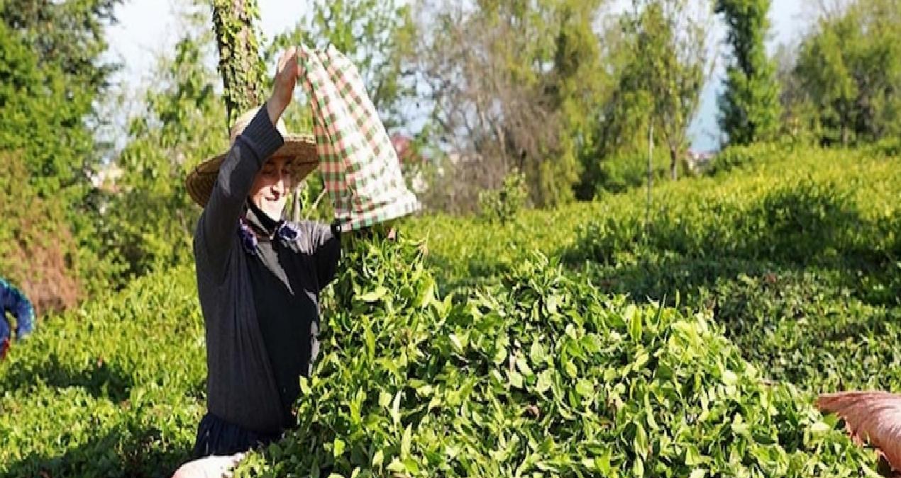 Fındıklı Ziraat Odası Başkanı Mehmet Özsoy, “2025 yılı yaş çay fiyatı 35 lira olmalıdır”