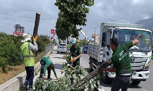 Fırtınanın Zarar Verdiği Ağaçlar Kaldırıldı