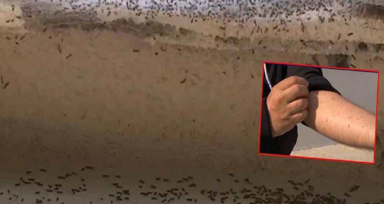 Fransa’da köylüler evlerini terk ediyor! Her yere yayıldı, yaşamak imkansız