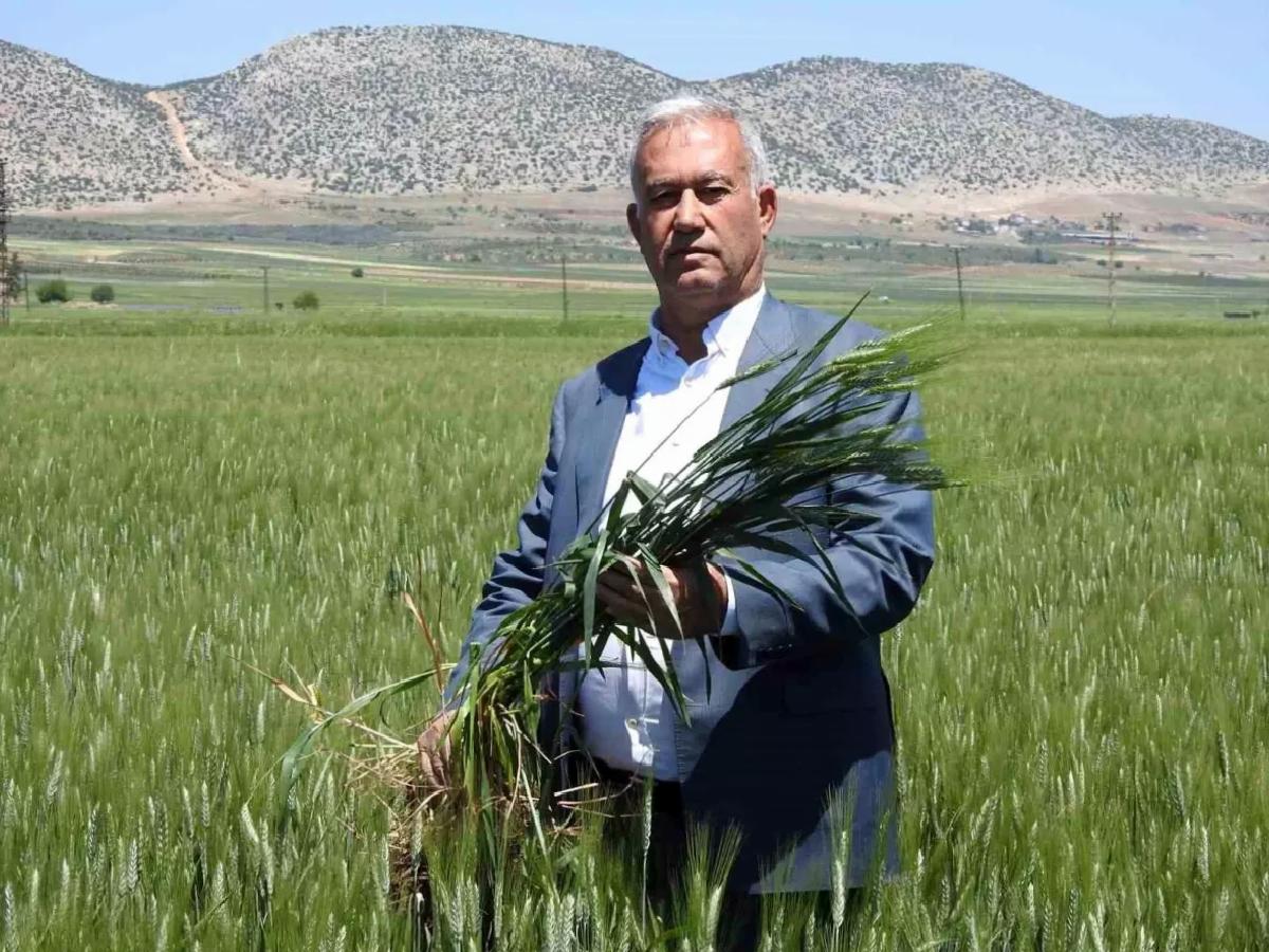 Gaziantep’te Buğday Rekoltesi Umut Veriyor