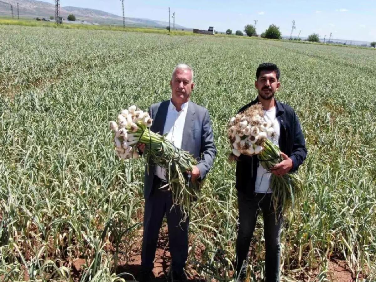 Gaziantep’te Sarımsak Hasadı Başladı