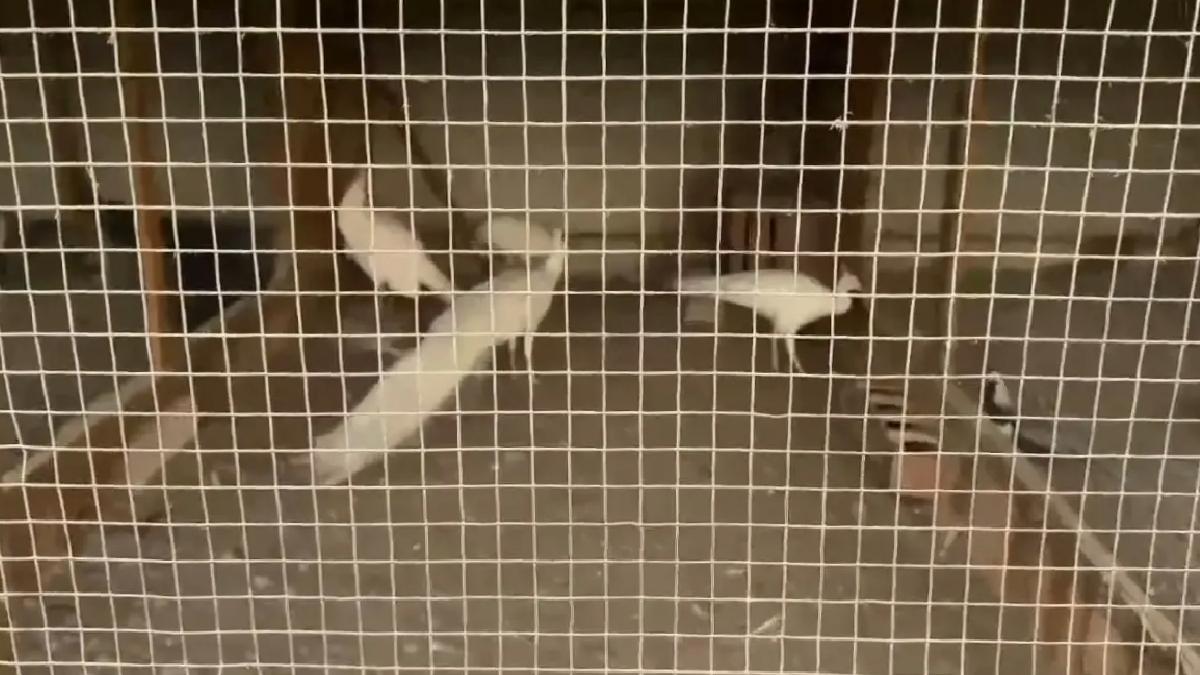 Geyve’de Kaçak 102 Egzotik Hayvan Ele Geçirildi