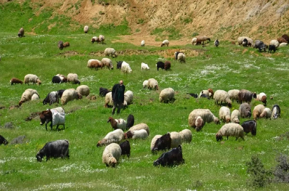 Göçerlerin Muş’ta Süt Sağım Mesaisi Başladı