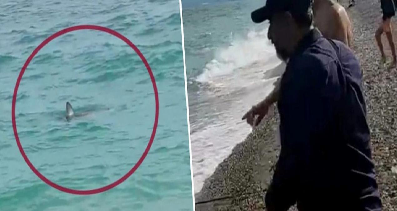 Görüntü Türkiye’den… Köpek balığını taş atarak kovalamaya çalıştılar