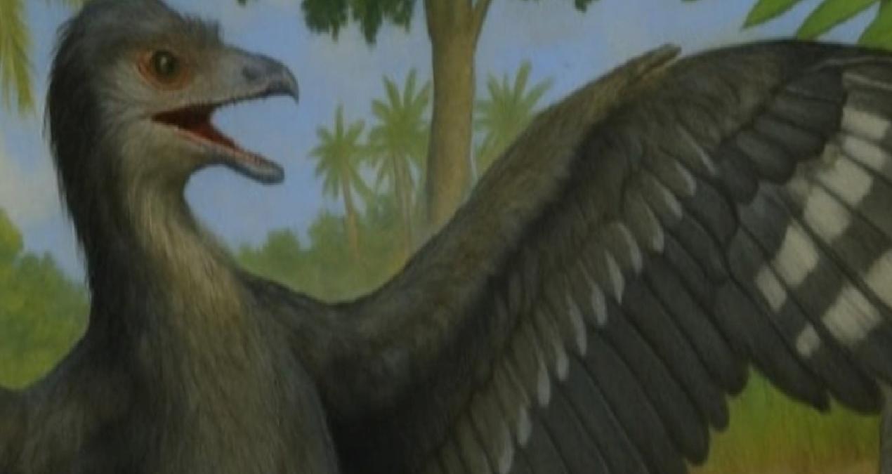 Güvercin büyüklüğündeki dinozorun sırrı çözülüyor