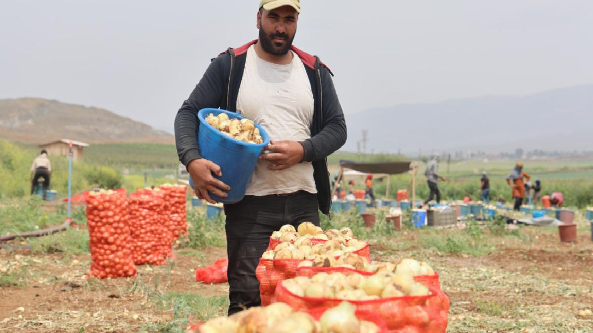 Hatay’da don ve kuraklık rekolteyi etkilemedi: Soğan tarladan 8 TL’den alıcı buluyor