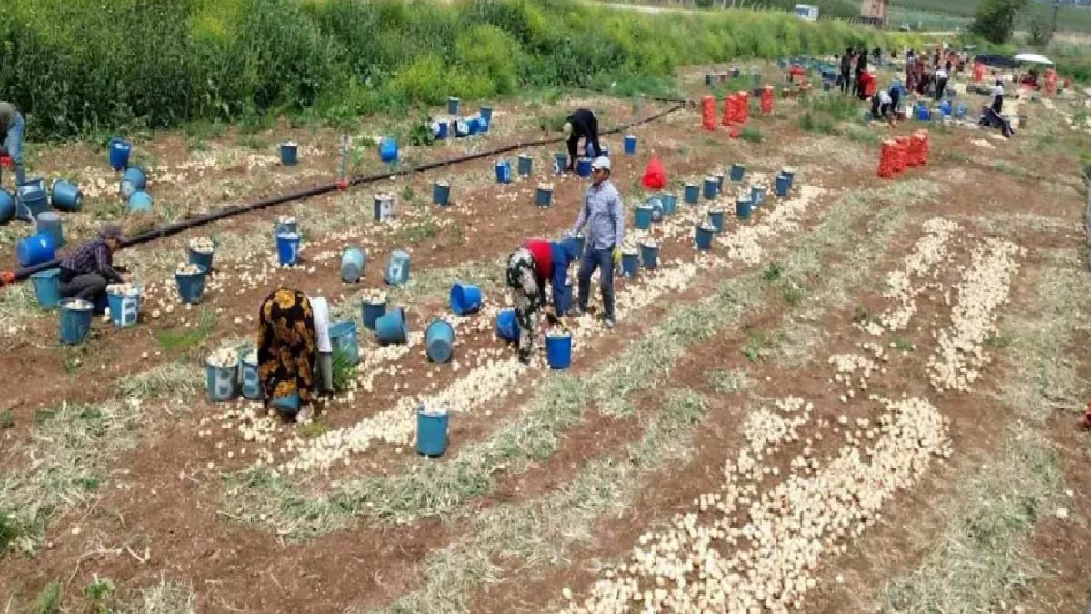 Hatay’da Soğan Hasadı Başladı