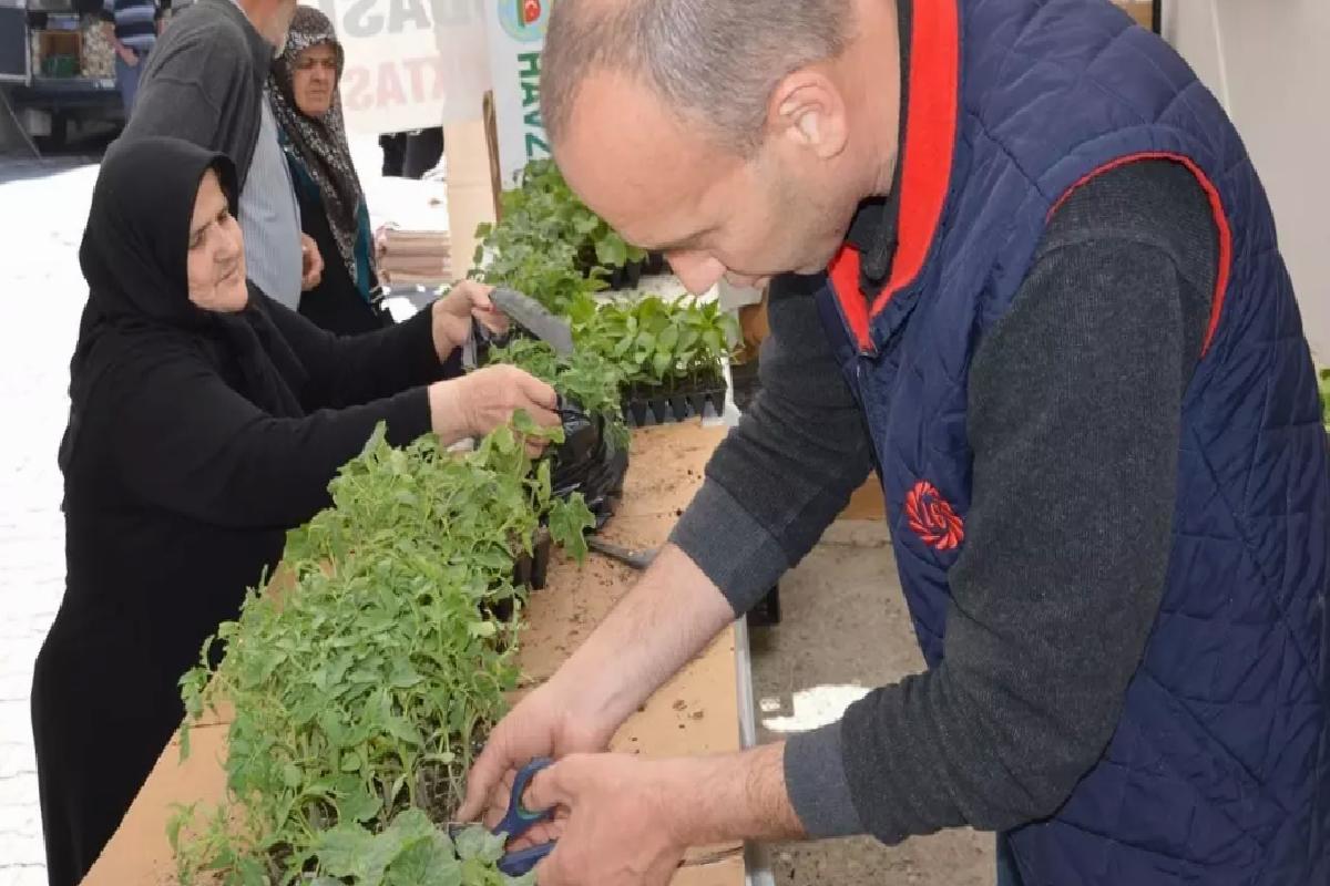 Havza’da Sebze Fidesi Satışları Başladı