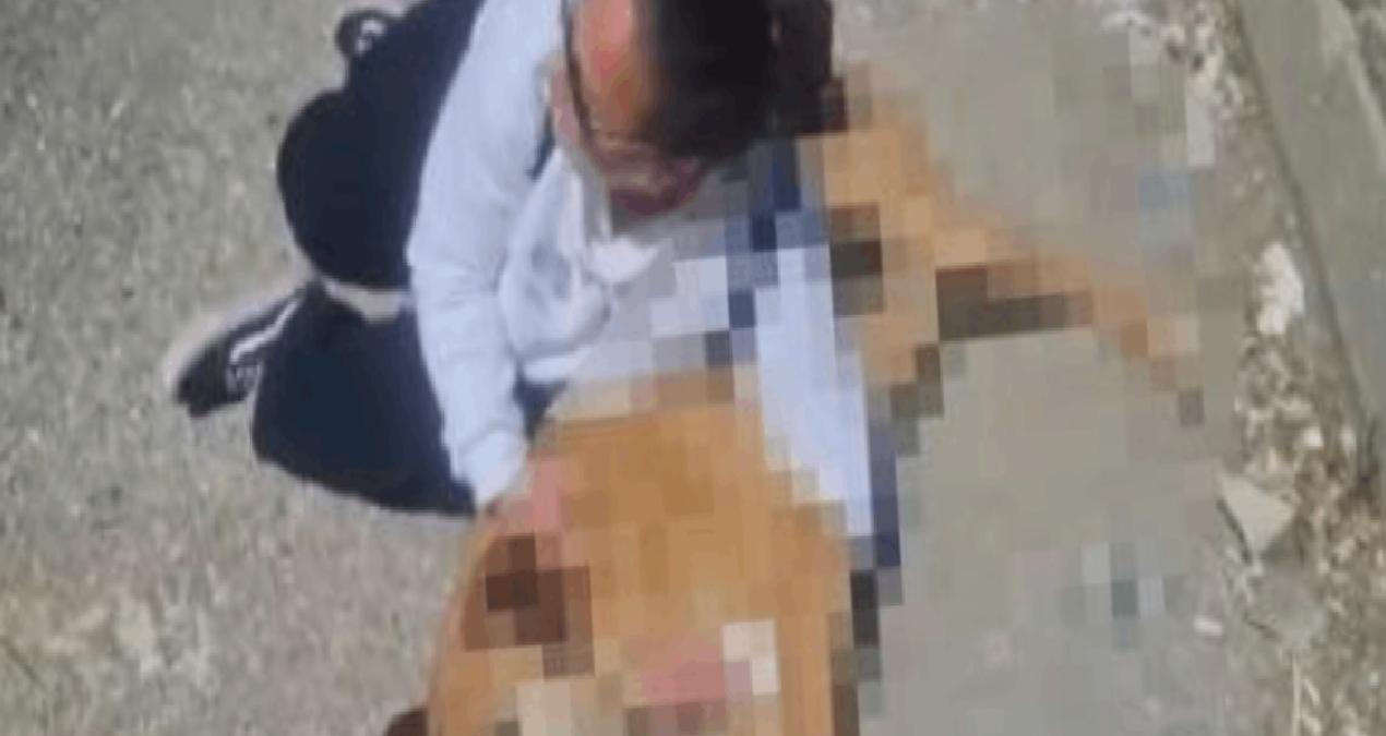 Hayvanseverlerden, belediye önünde ‘ölü köpek’ ile eylem