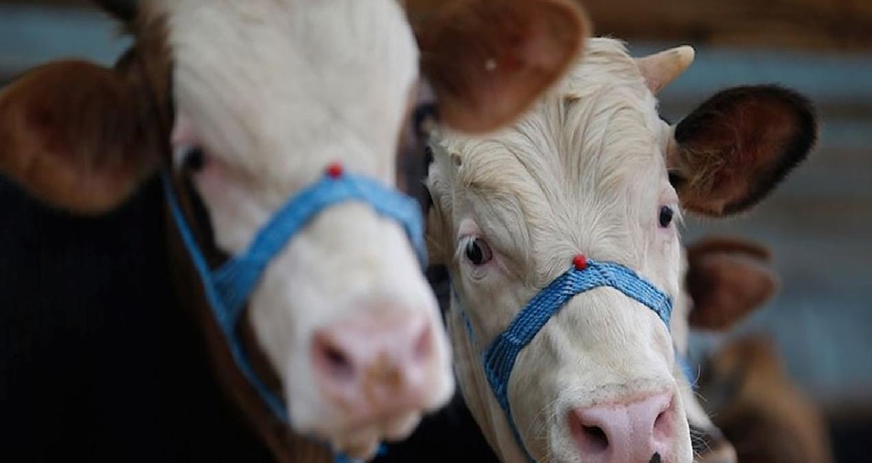 İBB, 4 tesiste kurban satış ve kesim hizmeti verecek