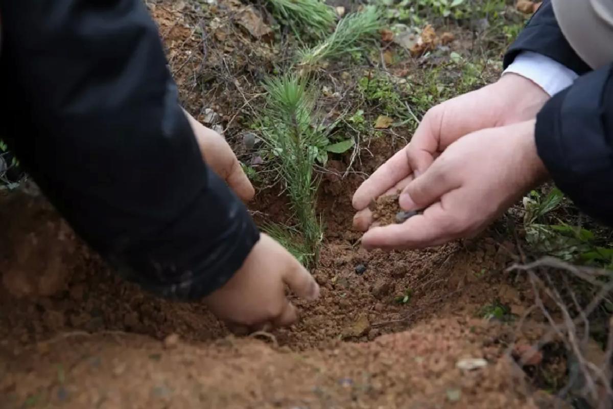 İHH’dan ‘Her Yetime Bir Fidan’ Projesi