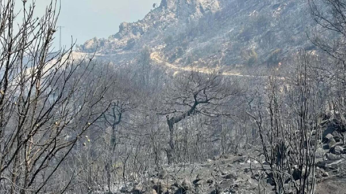 İklim Değişikliği Orman Yangınlarını Artırıyor