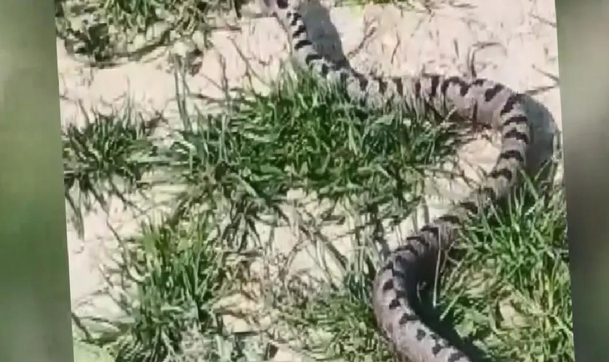 İnegöl’de Nesli Tehlikede Yılan Yakalandı