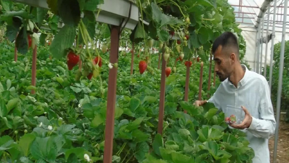 İslahiye’de Topraksız Çilek Üretimi