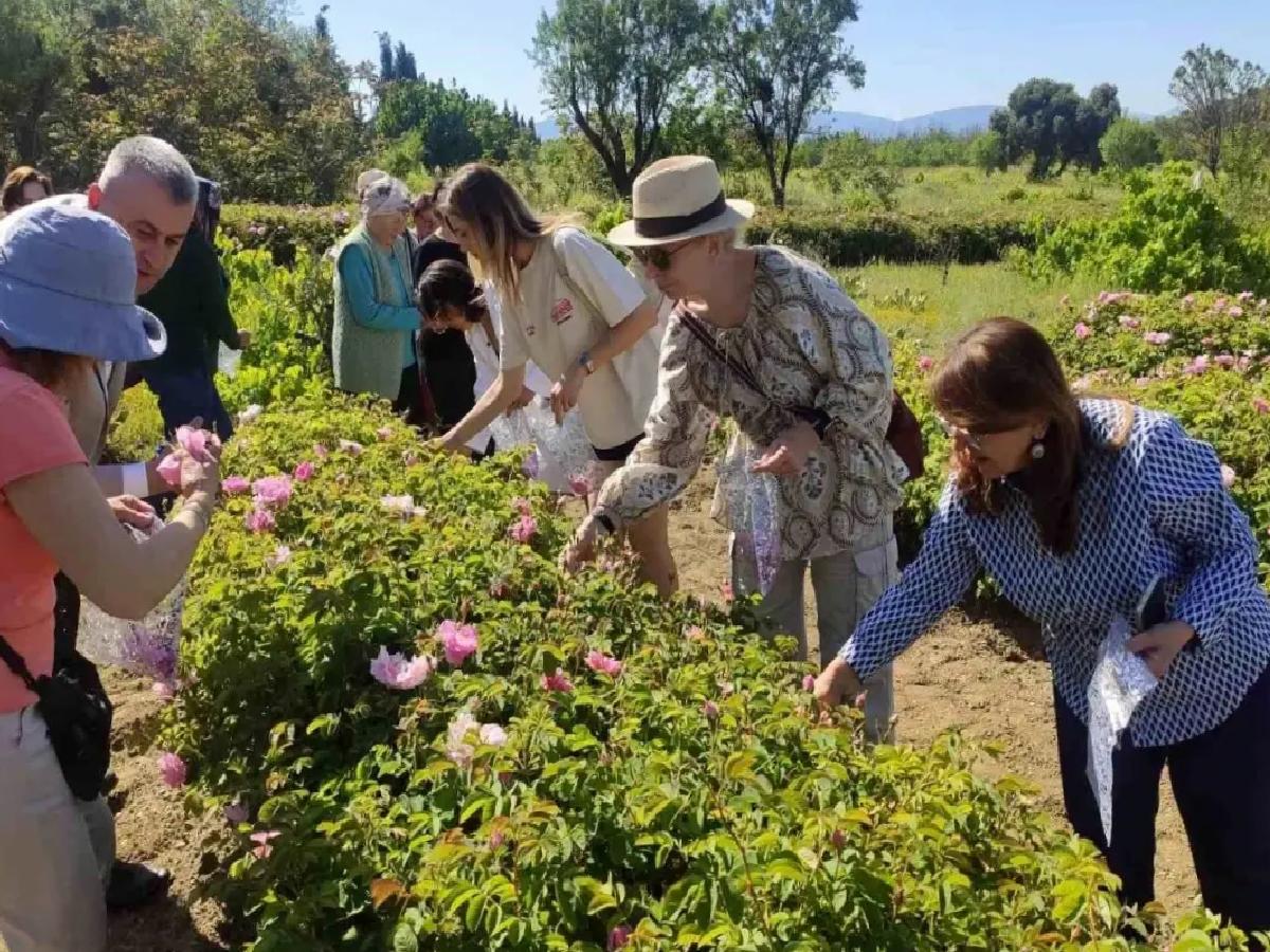 Isparta’da Gül Hasadı Sezonu Başladı