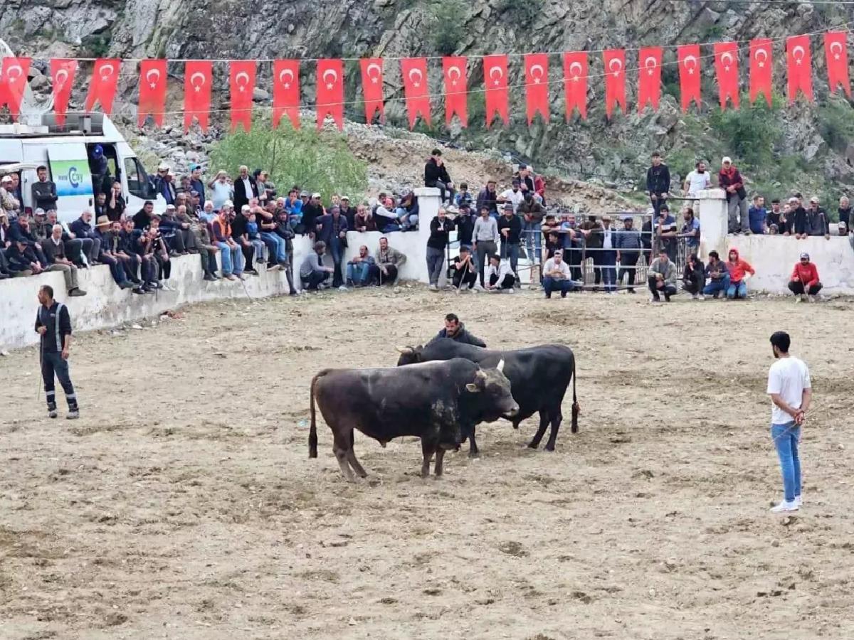 İspir’de Boğa Güreşlerinde Kavga Çıktı