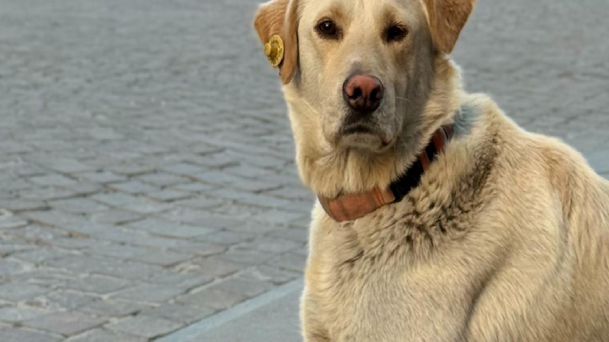 İstanbul’da bankada mahsur kalan köpek alarmı çalıştırdı